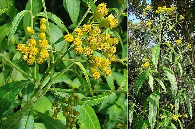 Medicinal Trees